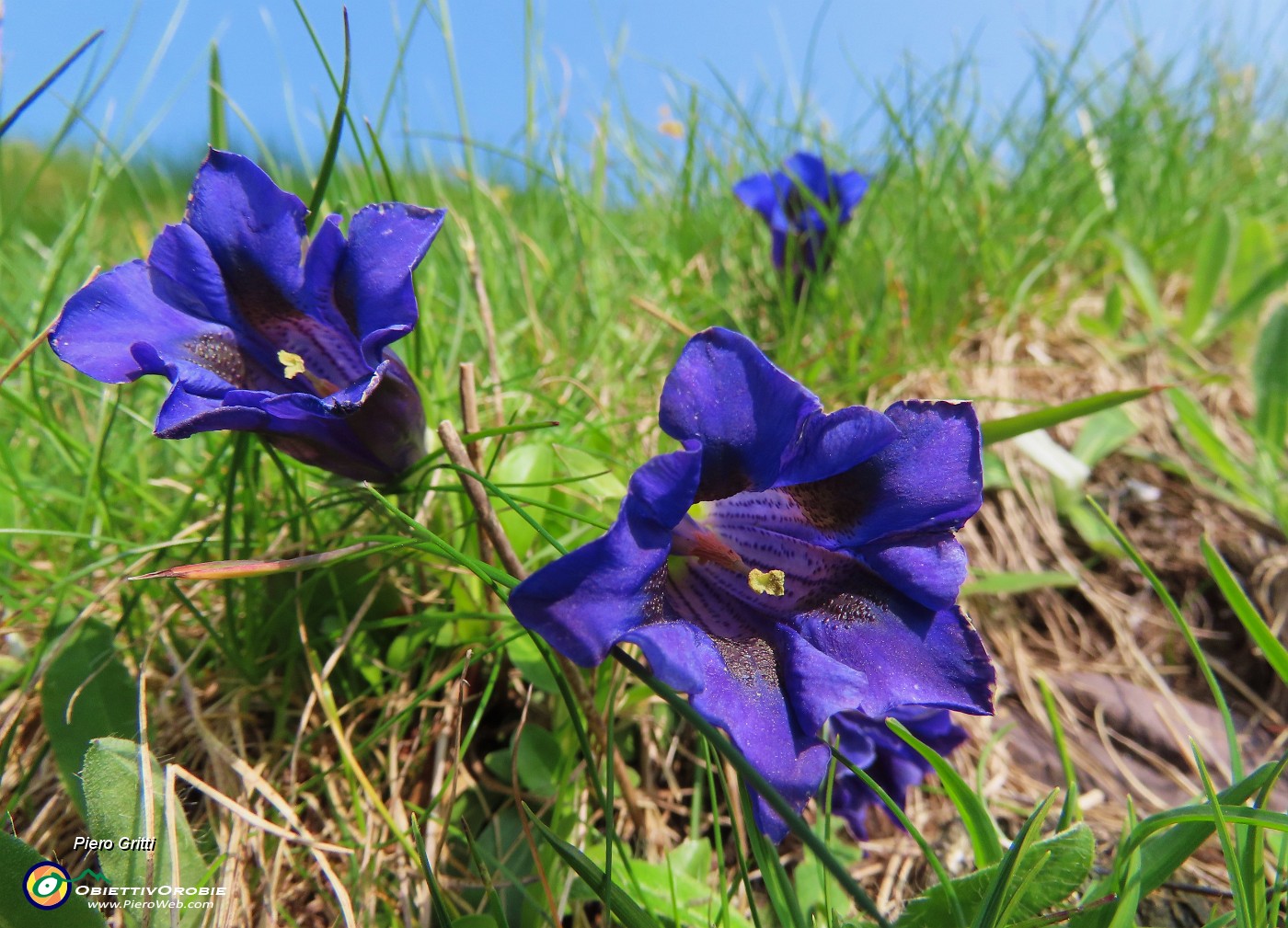 11 Gentiana acaulis (Genziana di Koch).JPG